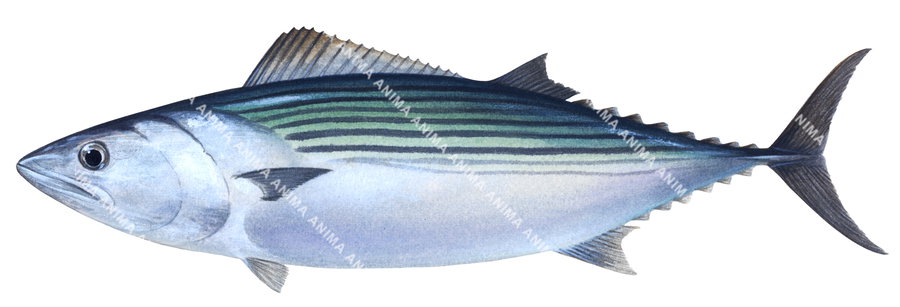 A scientific illustration of an Oriental Bonito fish with a blue and white striped body on white background and side view.