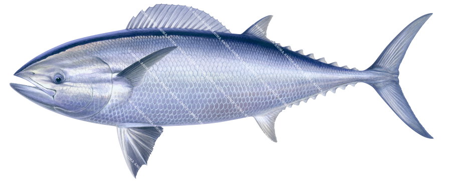  High quality marine life illustration of the Butterfly Mackerel, Gasterochisma melampus on white background, side view. Its cylindrical body mainly blue.