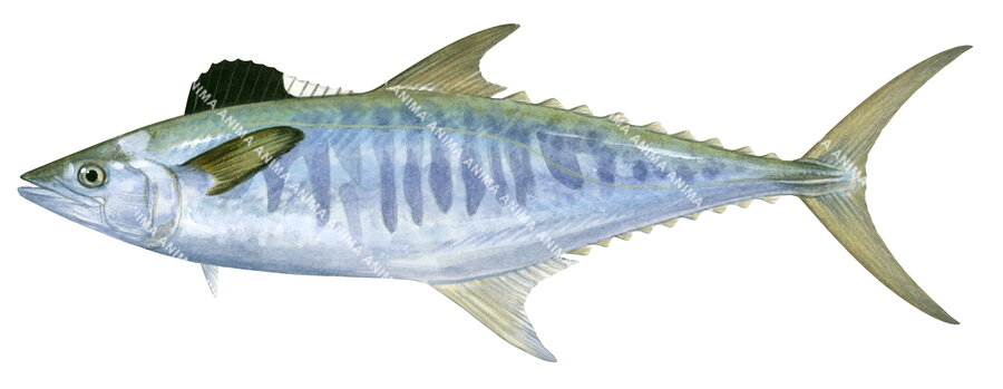 A scientific illustration of the Grey Mackerel on white background and side view.