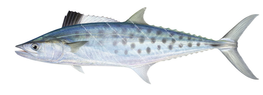 Very detailed illustration of a School Mackerel on white background, side view.
