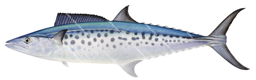 An Illustration of a Spotted Mackerel fish with a blue and white spotted pattern on white background and side view.