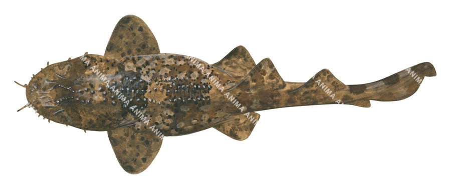 Shark illustration on white background of the  Cobbler Wobbegong-1,Sutorectus tentaculatus, dorsal view, colourful.