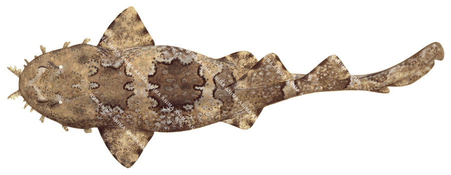 Shark illustration on white background of the Gulft Wobbegong, Orectolobus halei, dorsal view, colourful.