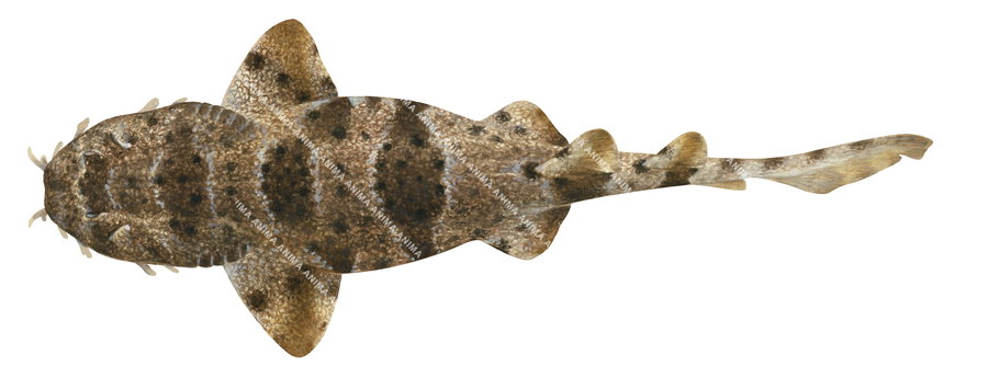 Shark illustration of the Network Wobbegong,Orectolobus reticulatus, dorsal view, white background.
