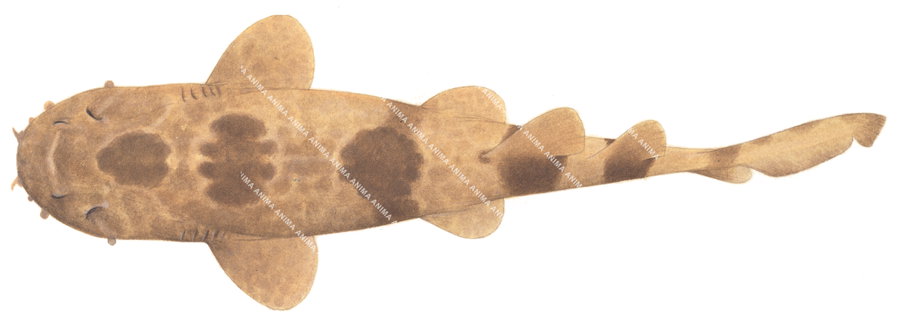 Shark illustration of the Northern Wobbegong,Orectolobus wardi, dorsal view, colourful, on white background.