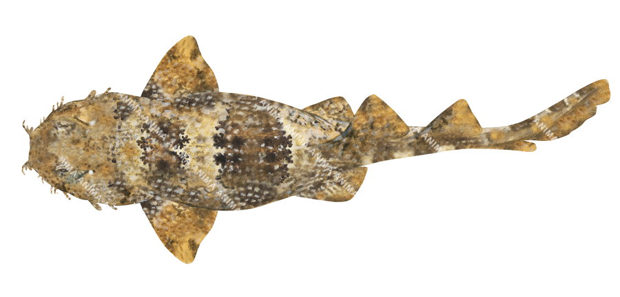 Ornate Wobbegong-1,Orectolobus ornatus, shark illustration by roger swainston,dorsal view.