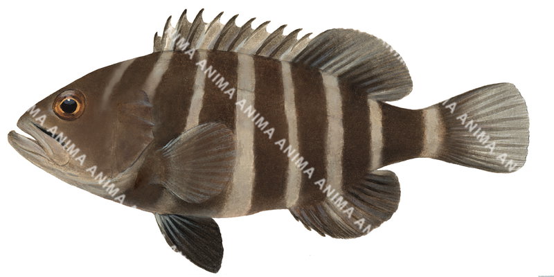 Banded Rockcod-2,Hyporthodus ergastularius |High quality scientific ...