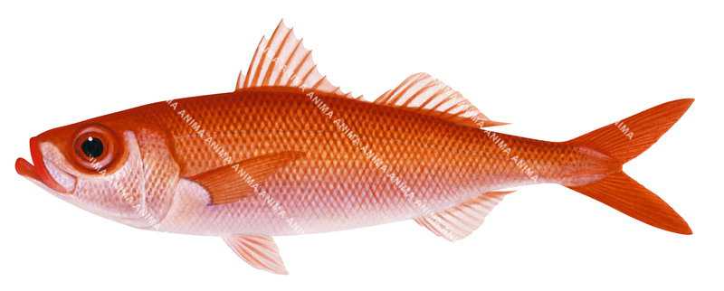 Japanese Rubyfish,Erythrocles schlegelii|High Res Scientific ...