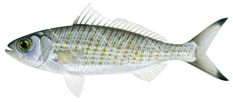 An accurate illustration of the Australian Herring, side view on white background with two dark spots on its caudal fin with a  silver colour body with yellow stripes.