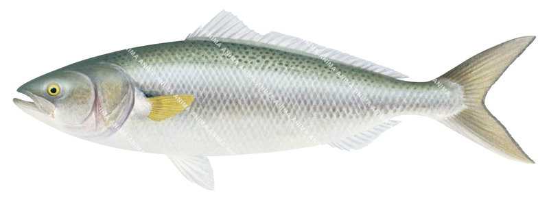 A realistic, detailed illustratiion of a Western Australian Salmon, Arripis truttaceus, with a white and silver coloration and forked caudal fin, side view on white background.