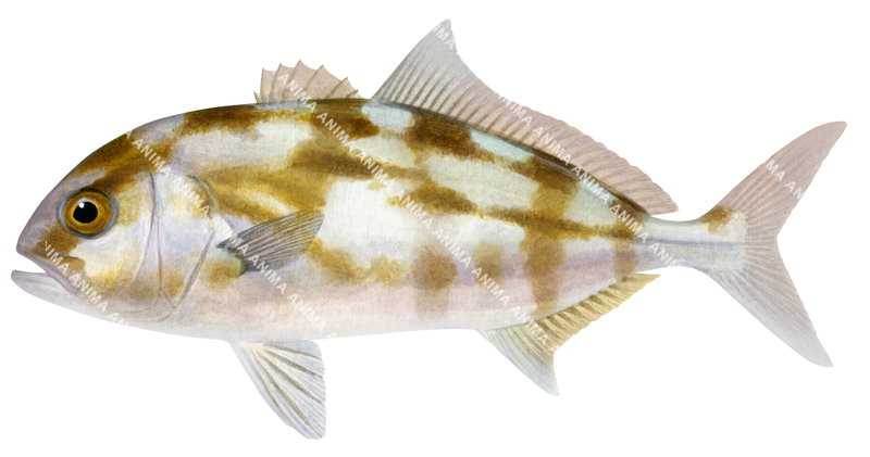 Anima Fish Juvenile Samsonfish,Seriola hippos|High quality scientific illustration ...