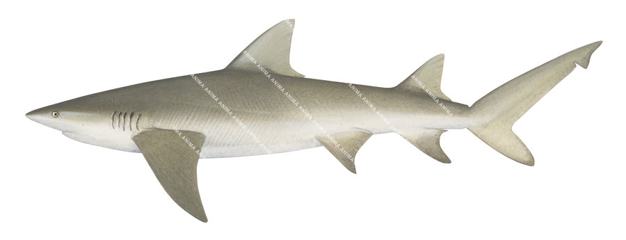 Illustration of a Lemon Shark, depicting the shark in a side view with a white and yellowish coloUr scheme.
