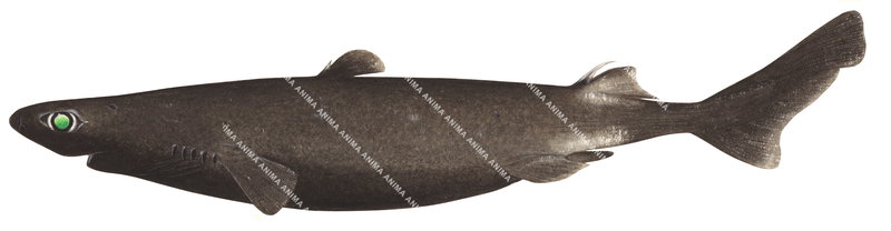 Southern Lanternshark,Etmopterus baxteri|High Res Scientific ...
