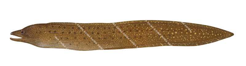 Stout Moray,Gymnothorax eurostus|High Res Illustration by R. Swainston