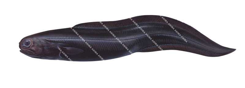 Short-tailed Eel,Coloconger sp.,High quality scientific illustration