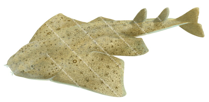 Ornate Angelshark,swimming