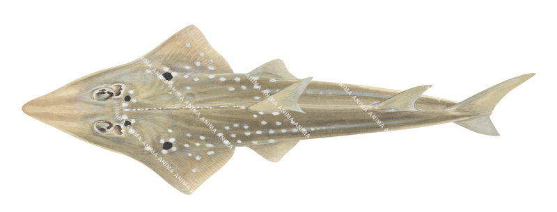 Eyebrow Wedgefish,Rhynchobatis palpelabratus|High Res marine image