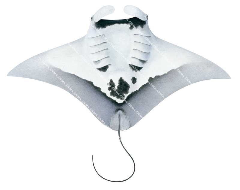 Oceanic Manta Ray-7,ventral