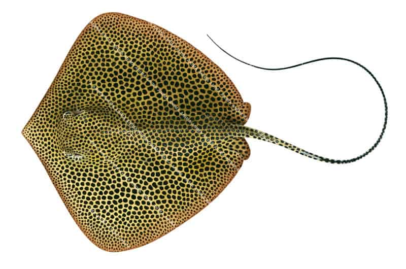 A iillustration on white background of the Australian Whipray,dorsal view with a yellowish to pale brownish colour densely covered in dark-brown spots.