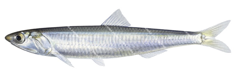 illustration of an Australian Anchovy on white background, side view, very detailed with its big eye and its silver body.