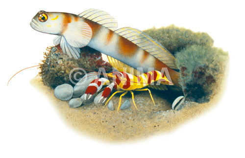 Illustration of a Shrimp Goby and Prawn surrounded by small stones and seaweed on a white background.