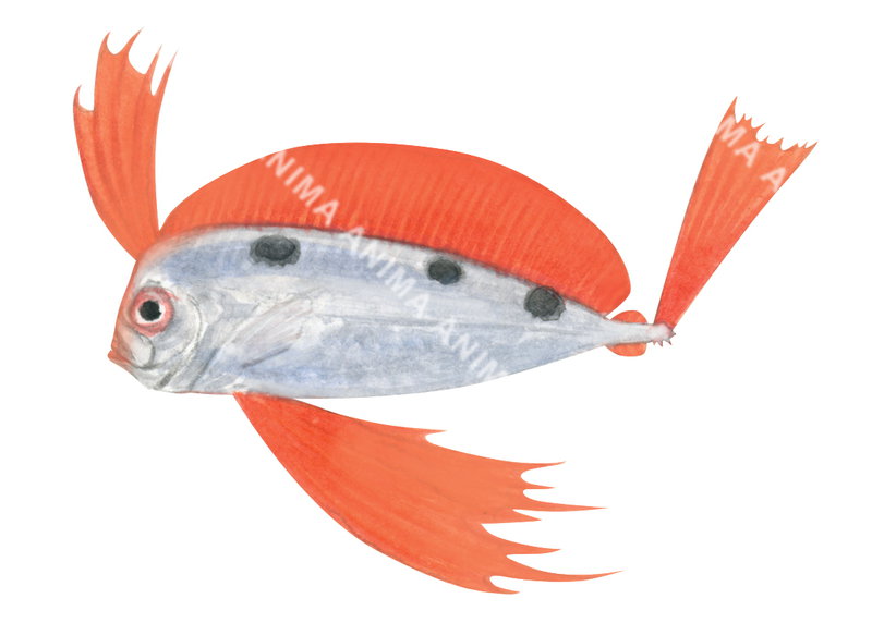 Juvenile Southern Ribbonfish,Trachipterus jacksonensis |High Res marine ...