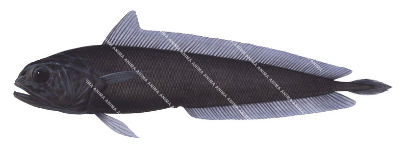 Arrowtail Cod,Melanonus zugmayeri | High Res Scientific illustration