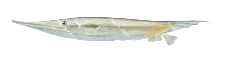 Tsazor Fish Grooved Razorfish,Centriscus,scutatus|High quality Illustration by R ...