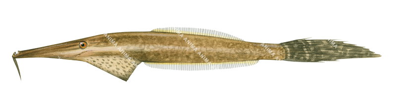 Bearded File Fish Bearded Leatherjacket,Anacanthus barbatu|High Res Scientific ...