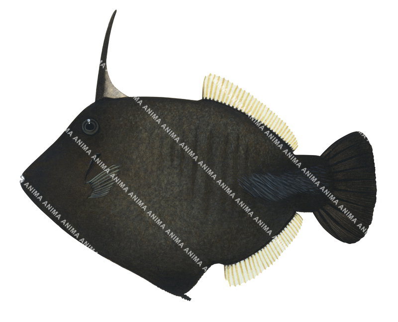 Broom Filefish,Amanses scopas|High quality Illustration by R. Swainston