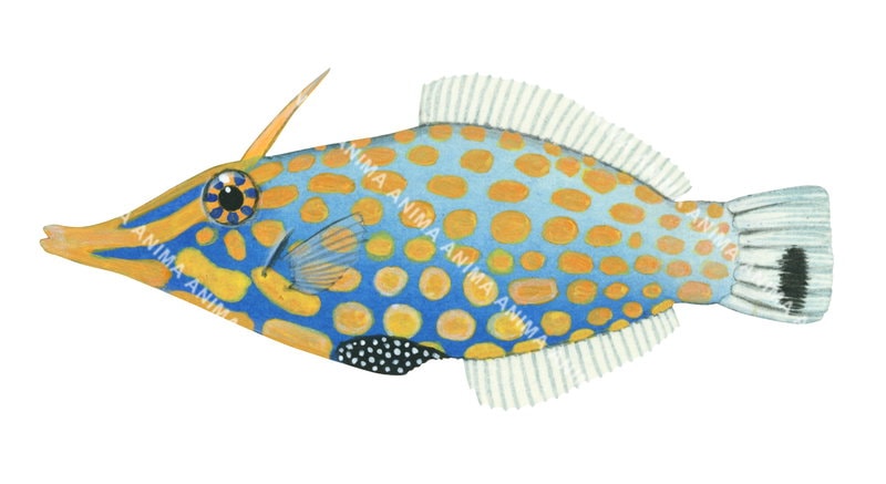 A illustration of the  Harlequin Filefish with a blue and orange colour pattern, depicted against a white background.
