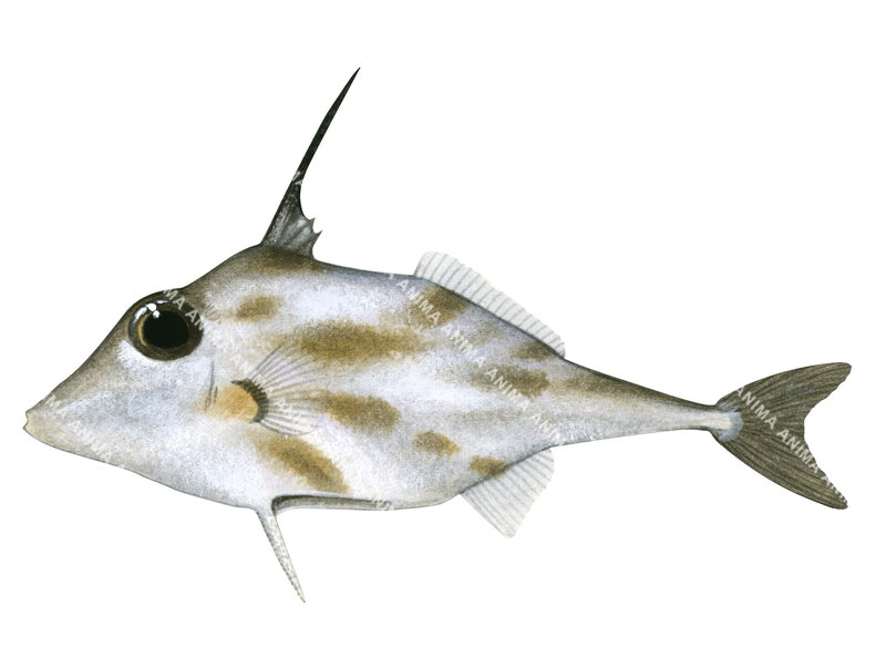 Illustration of a Blotched Tripodfish, showing the fish's body and fins on white background