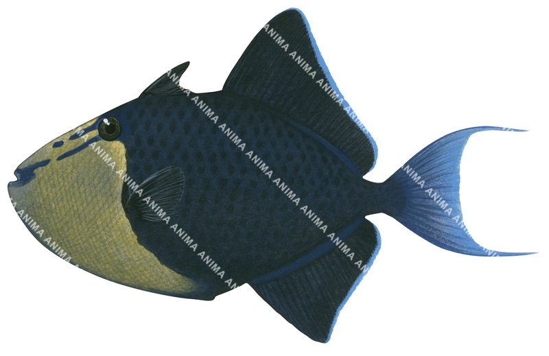 Redtooth Redtooth Triggerfish,Odonus niger|Scientific illustration