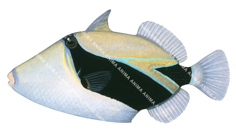 Wedgetail Triggerfish,Rhinecanthus rectangulus|High Res Scientific ...