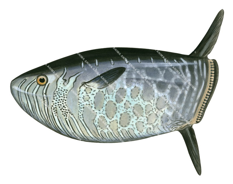 Slender Sunfish,Ranzania laevis|Accurate Scientific illustration