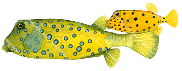 box fish drawing Illustration of an Adult and Juvenile Yellow Boxfish,Ostracion cubicus