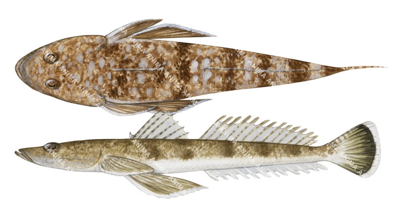 Marbled Flathead,Platycephalus marmoratus|High Res Scientific illustration by Roger Swainston