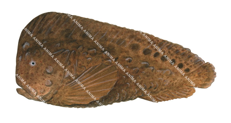 Realistic illustration of the Warty Prowfish, mainly brown colour, capturing the detailed underwater style of Roger Swainston on white background, side view.