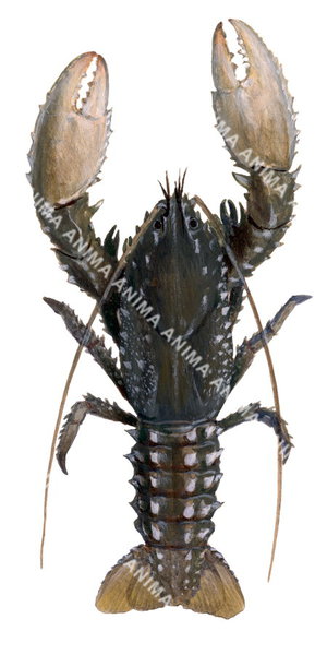 A detailed illustration of the Murray River Crayfish on white background, dorsal view. The Crayfish has a dark brown colour carapace and 2 light beige claws.