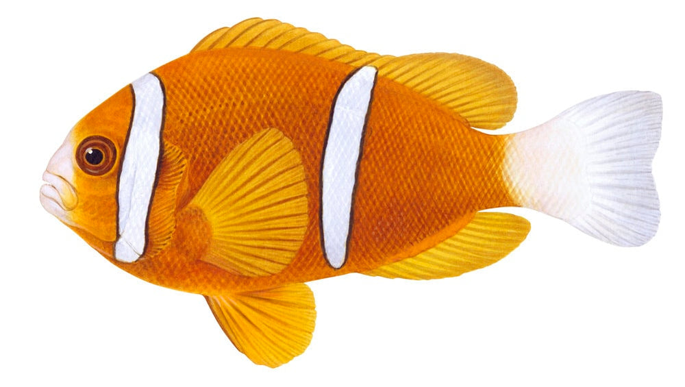 Fine Art print of the Barrier Reef Anemonefish by Roger Swainston