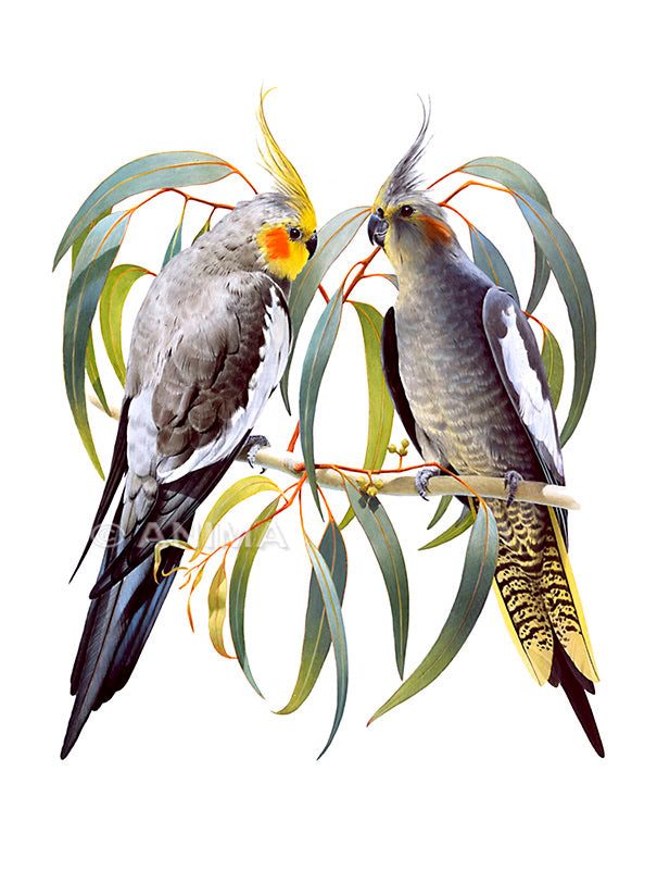 Museum quality Fine Art print of the Australian Cockatiels by Roger Swainston