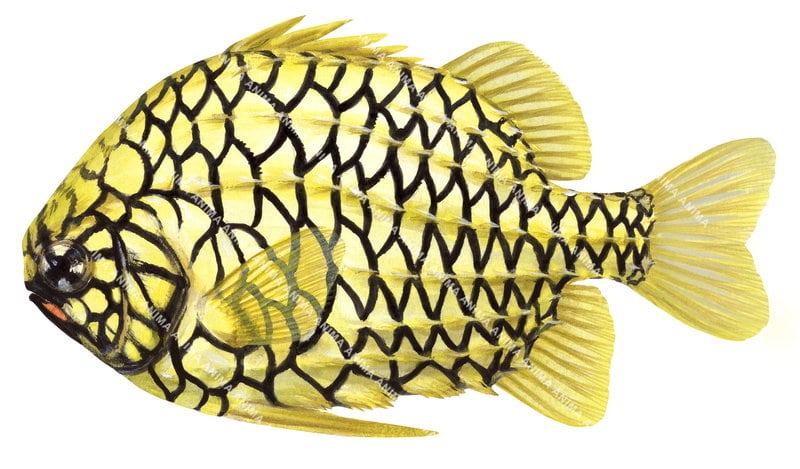 Impressive Fine Art print of the Australian Pineapplefish by Roger Swainston. Yellow body colour and black stripes.