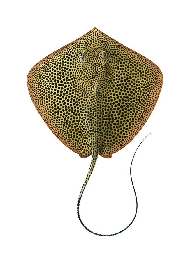 Stunning Fine Art print of the Australian Whipray by Roger Swainston
