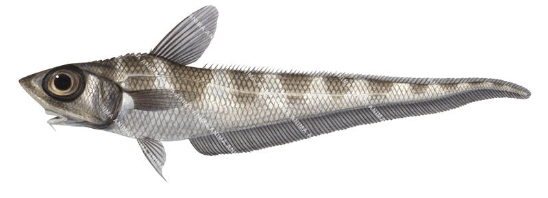 A fish illustration on white background of Banded Whiptail,Coelorinchus fasciatus,lateral view. the fish's body is grey and brown on the dorsal part.