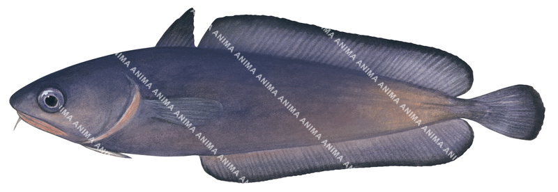 A scientific illustration of the Bearded Cod,Pseudophycis barbata,lateral view, mostly purple colour.