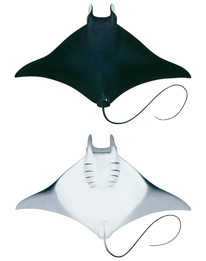 Bentfin Devilray, Dorsal and Ventral view-Original