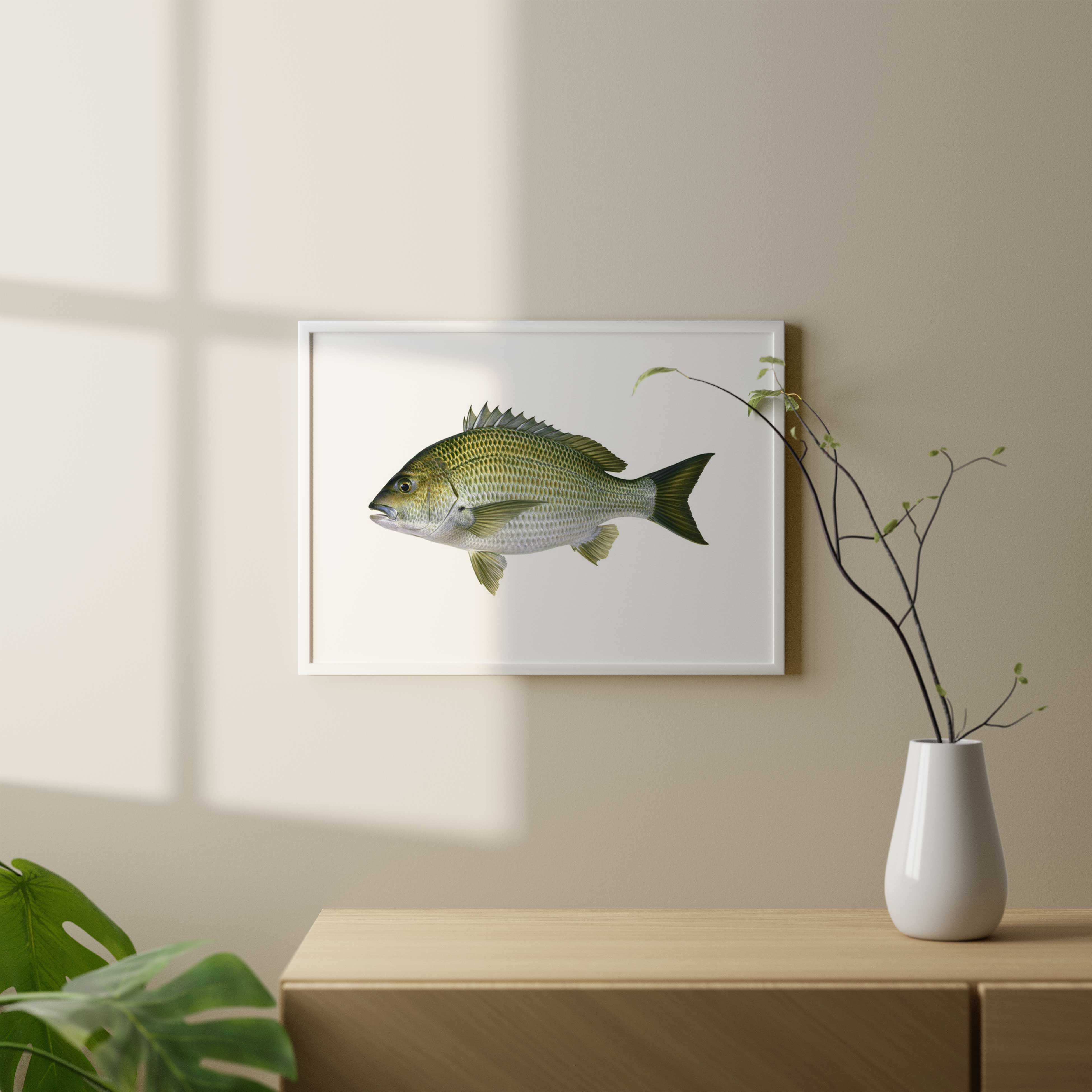 Fine Art print of the Black Bream on Archival paper by Roger Swainston