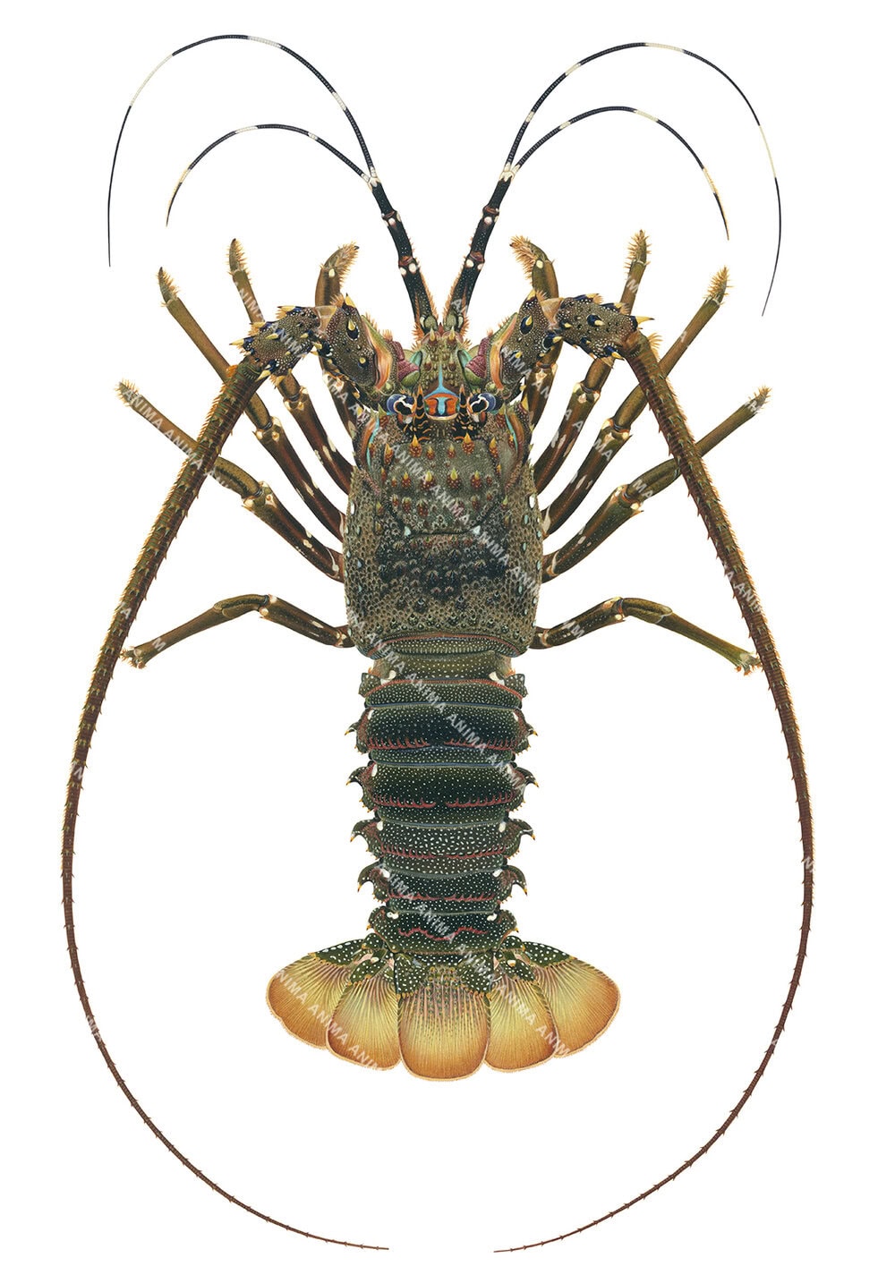 Realistic detailed painting of the Black Rock Lobster from India on white background, its antennas raised and its legs well displayed around its upper body.