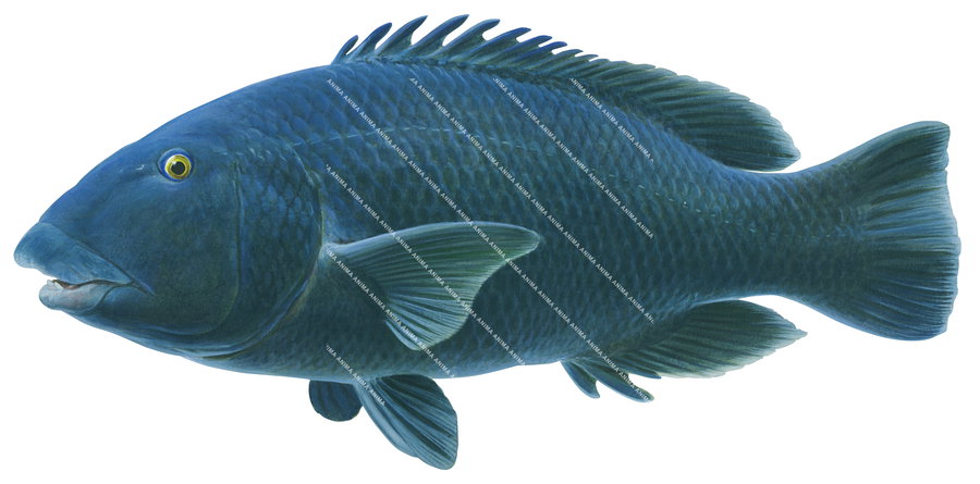 An accurate illustration of the Swimming Western Blue Groper on white background, side view with its deep blue colour body,capturing the detailed underwater style of roger swainston.
