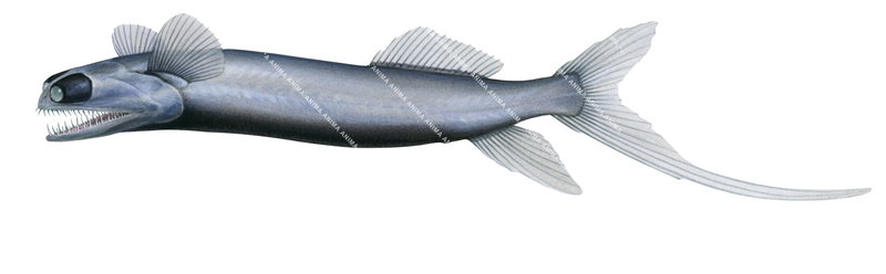 Fish illustration of the Chun's Telescopefish,Gigantura chuni. it has sharp teeth a slender body, a prominent dorsal fin, and a long, pointed tail fin. The fish is mostly grayish-blue in colour.